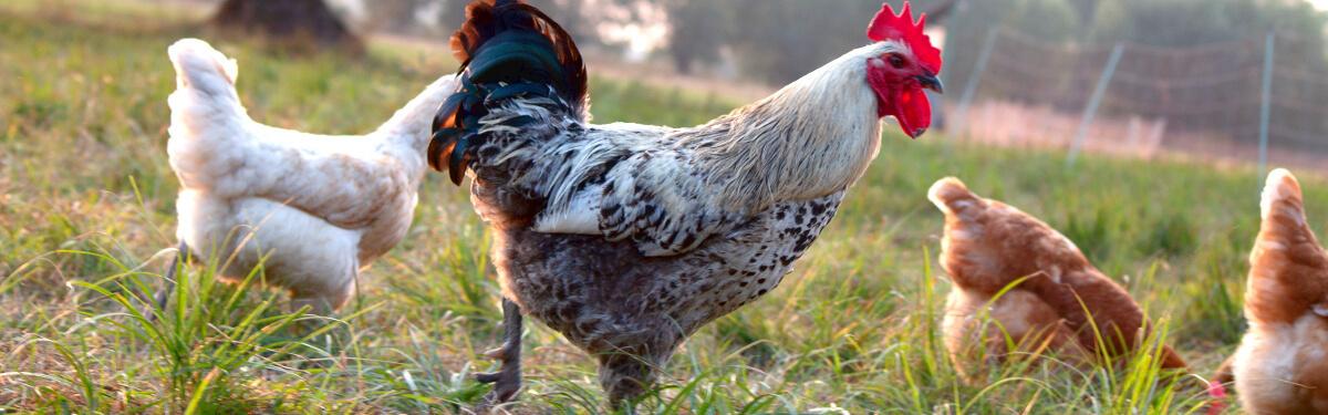 Hahn mit Hühnern Ökologische Tierzucht