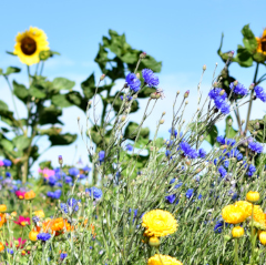 Blühstreifen auf dem Acker