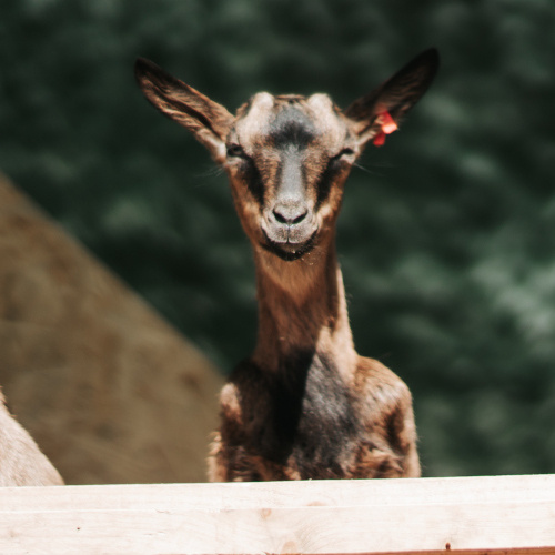 KI generiert: Eine Ziege schaut über einen Holzzaun.
