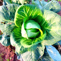 Spotzkohl auf dem Feld Müller Oelbke