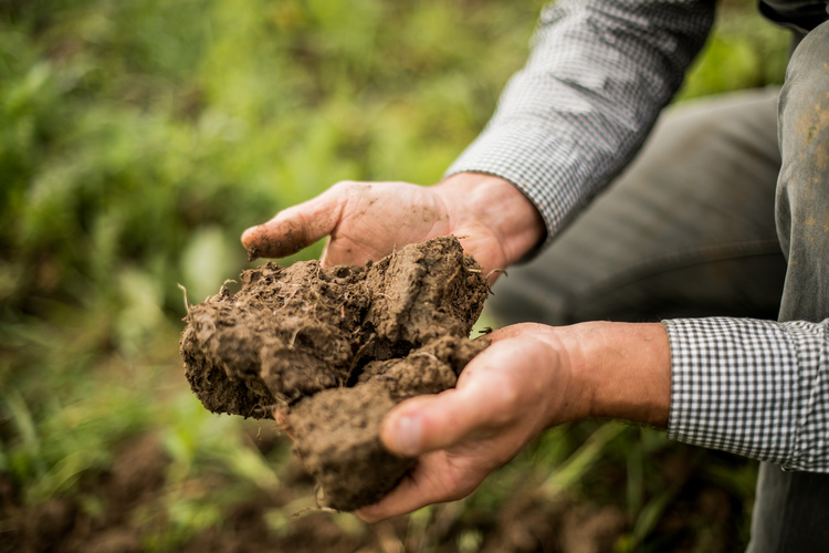 Frische Bio-Erde in zwei Händen gehaöten
