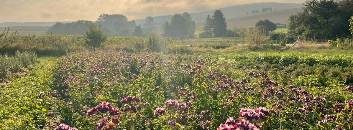 Federweißer in hersbtlichem Ambiente