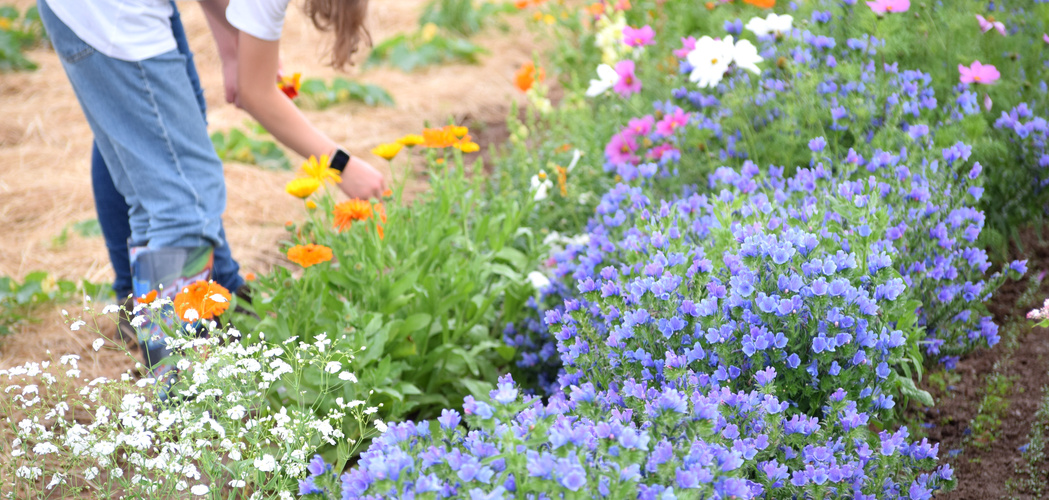 Ernte der Kapuzinerkresse