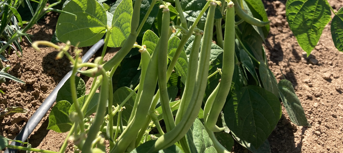 KI generiert: Grüne Bohnenpflanzen wachsen im Garten, umgeben von Erde und grünen Blättern.