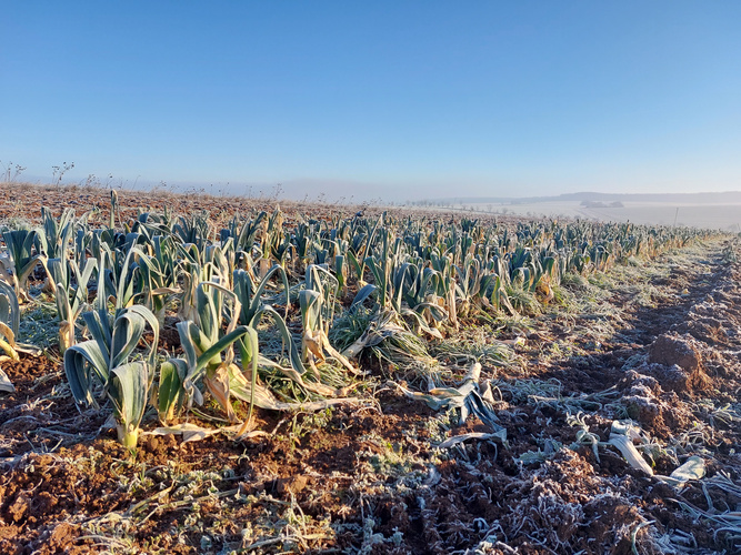 gefrorener Porree bei Wintersonne auf dem Acker