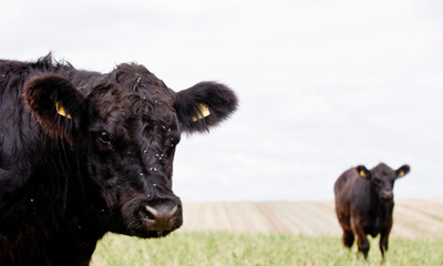 Produktfoto zu Rinder-Filet ca. 500g