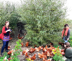 Im Auslauf bei Gallina mit Hennen