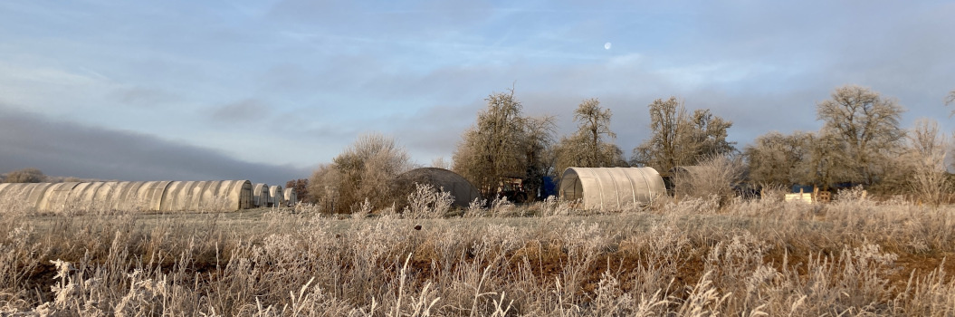 Gärtnerei am frostigen Morgen