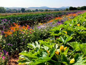 KI generiert: Ein farbenfrohes Feld mit diversen Blumen und Pflanzen, im Hintergrund Hügel und Bäume.
