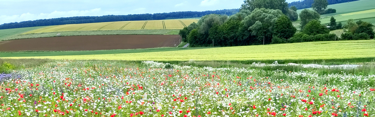 KI generiert: Das Bild zeigt ein blühendes Feld mit bunten Wildblumen, hauptsächlich in den Farben Rot und Weiß, umgeben von offenen Landschaften und Feldern. Im Hintergrund sind Wälder und Hügel sichtbar.