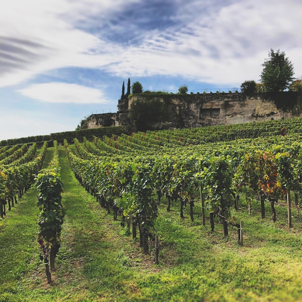 Weinberg Frankreich