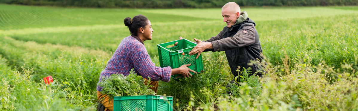 KI generiert: Zwei Personen ernten in einem Feld und übergeben einander grüne Kisten.