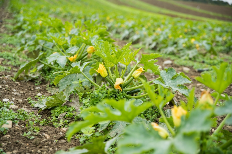KI generiert: Ein Zucchinifeld mit grünen Pflanzen und gelben Blüten.