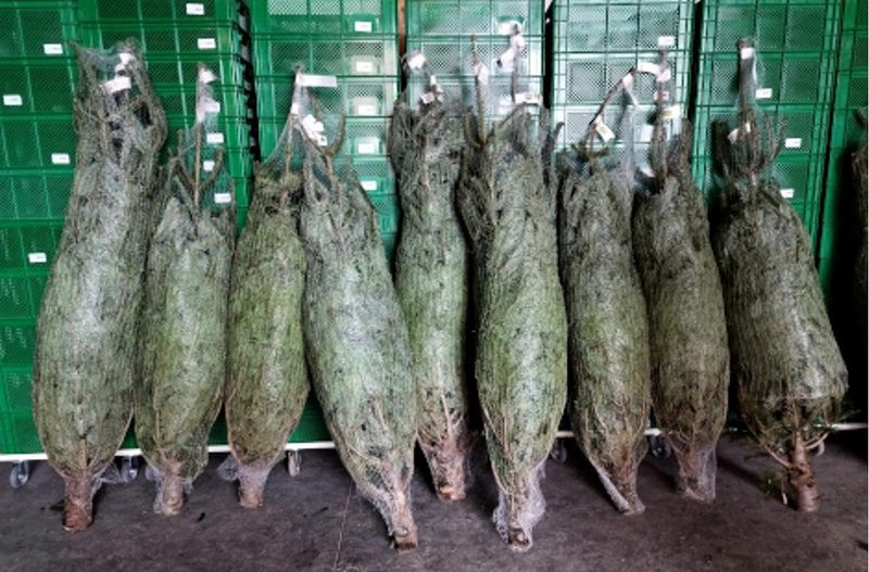 Bio-Weihnachtsbäume zum Abholen