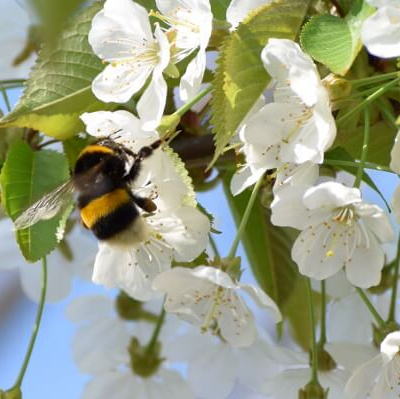 Hummel in Obstblüte