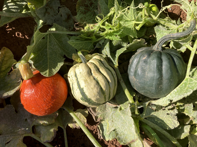 Kürbisvielfalt