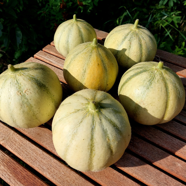 Charentais Melonen auf einem Tisch liegend