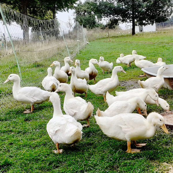 Enten von Penk