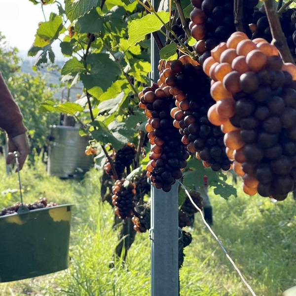 Weinreben Rot