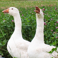 Gänse von ÖX, Nordhessen