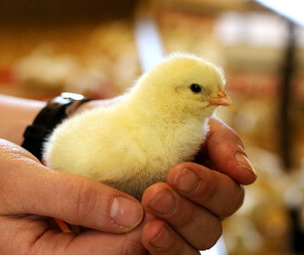 Kücken Ökologische Tierzucht