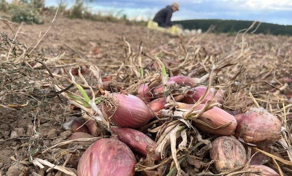 KI generiert: Schalotten im Feld, im Vordergrund, mit unscharfer Person im Hintergrund beim Ernten.