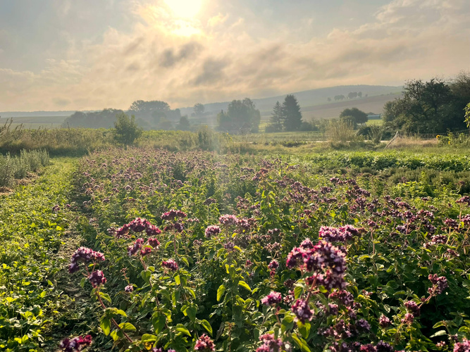 Herbstonne auf dem Acker