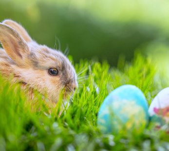 KI generiert: Ein Hase im Gras sitzt neben bunt bemalten Ostereiern.