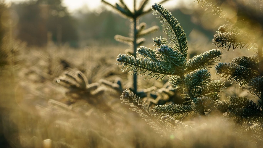 KI generiert: Nahaufnahme von Tannenzweigen in einem Wald oder einer Plantage bei Sonnenuntergang.