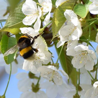 Hummel in Obstblüte