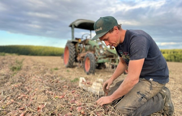KI generiert: Ein Landwirt erntet Zwiebeln auf einem Feld, ein Traktor steht im Hintergrund.