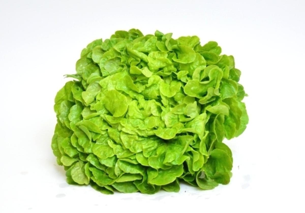 Salat, Eichblatt grün