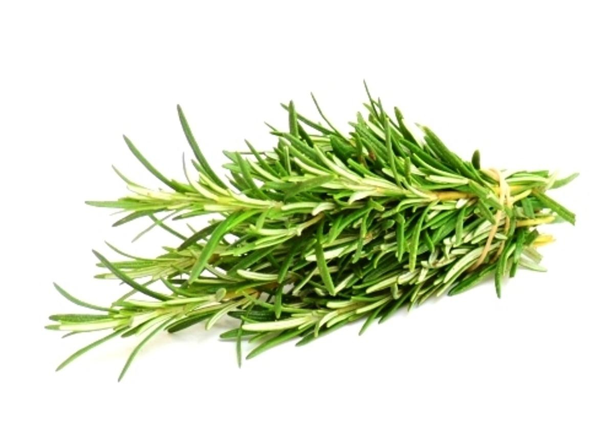 Rosmarin im Bund