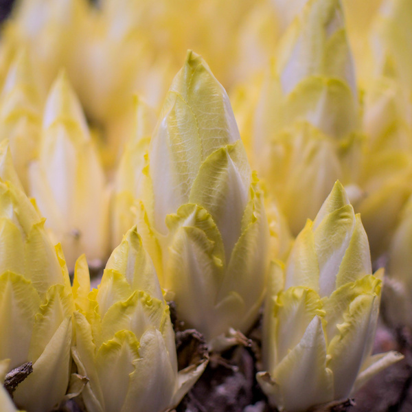 KI generiert: Ein Close-up von mehreren Chicorée-Knospen mit gelben Blättern.