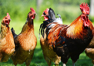 Produktfoto zu Hähnchen-Keulen 2 Stk.