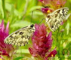 Edelfalter auf einer Blüte