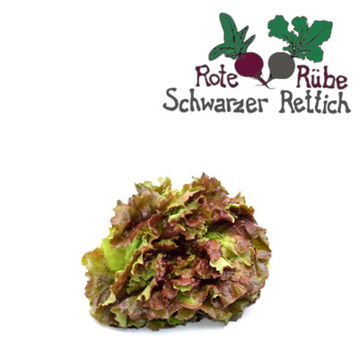 Produktfoto zu Salat, Batavia rot