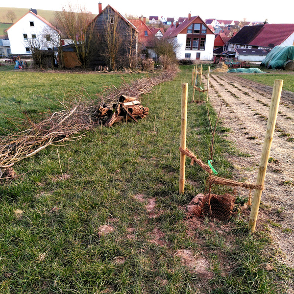 Benjeshecke und junge Bäume