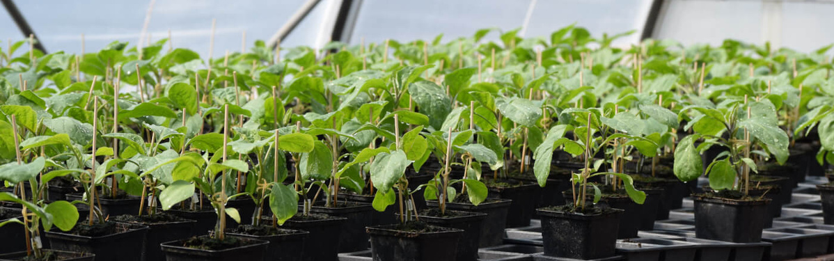 KI generiert: Junge Pflanzen in Töpfen wachsen dicht an dicht in einem Gewächshaus.
