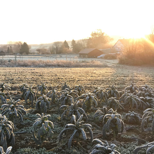 KI generiert: Ein Feld mit gefrorenem Grünkohl bei Sonnenaufgang, im Hintergrund einige Häuser und winterliche Landschaft.