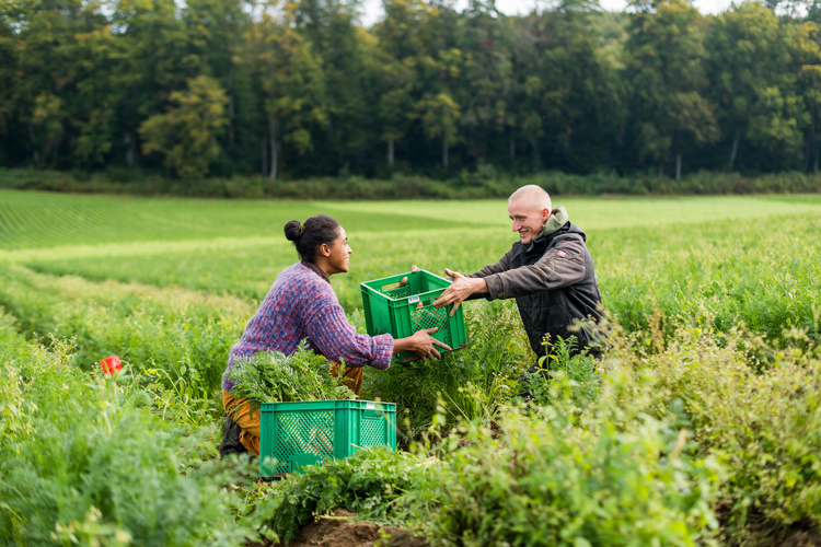 KI generiert: Zwei Personen ernten auf einem Feld und teilen grüne Kisten.