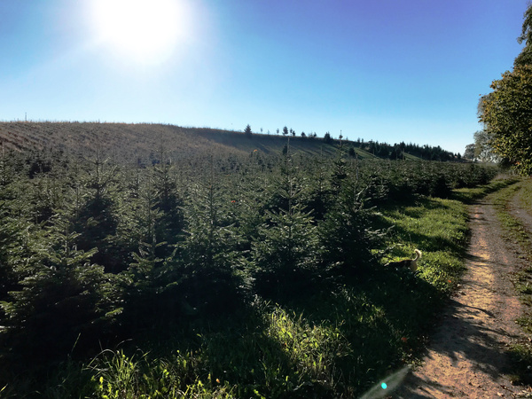 KI generiert: Eine sonnige Landschaft mit einem Feld voller kleiner Tannenbäume und einem Weg daneben.