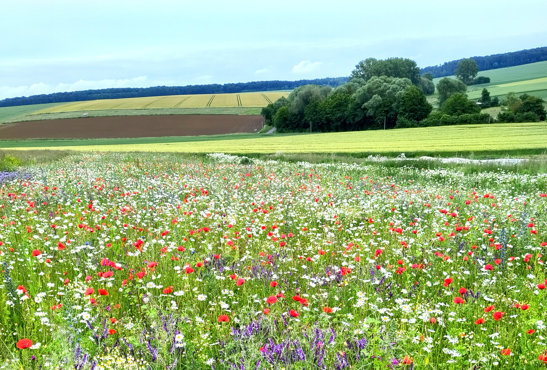 KI generiert: Das Bild zeigt ein blühendes Feld mit bunten Wildblumen, hauptsächlich in den Farben Rot und Weiß, umgeben von offenen Landschaften und Feldern. Im Hintergrund sind Wälder und Hügel sichtbar.