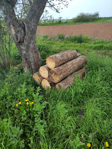 Altholz-Haufen als Unterschlupfmöglichkeit