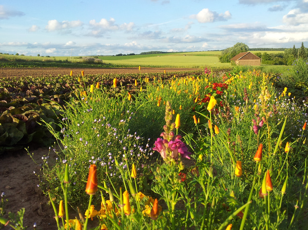 Gärtnerei Sommerfeld Blühstreifen