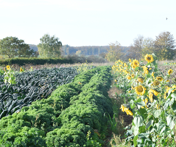 Feld mit Grünkohl, Schwarzkohl und Sonnenblumen