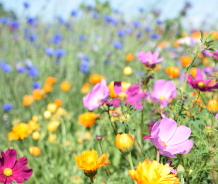 KI generiert: Bunte Wiesenblumen in voller Blüte bei sonnigem Wetter.