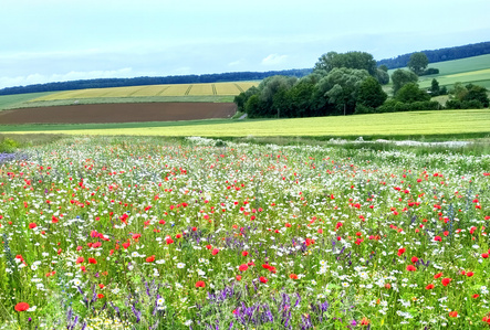 KI generiert: Das Bild zeigt ein blühendes Feld mit bunten Wildblumen, hauptsächlich in den Farben Rot und Weiß, umgeben von offenen Landschaften und Feldern. Im Hintergrund sind Wälder und Hügel sichtbar.