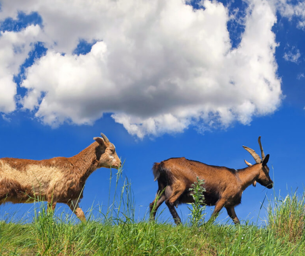 KI generiert: Zwei Ziegen laufen über eine grasbewachsene Wiese unter einem blauen Himmel mit weißen Wolken.
