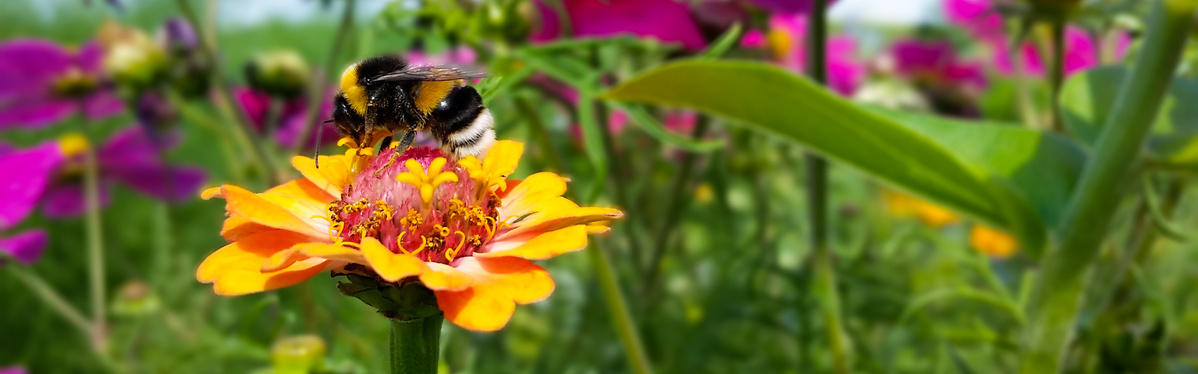 KI generiert: Eine Biene sitzt auf einer orangefarbenen Blüte inmitten bunter Blumen.